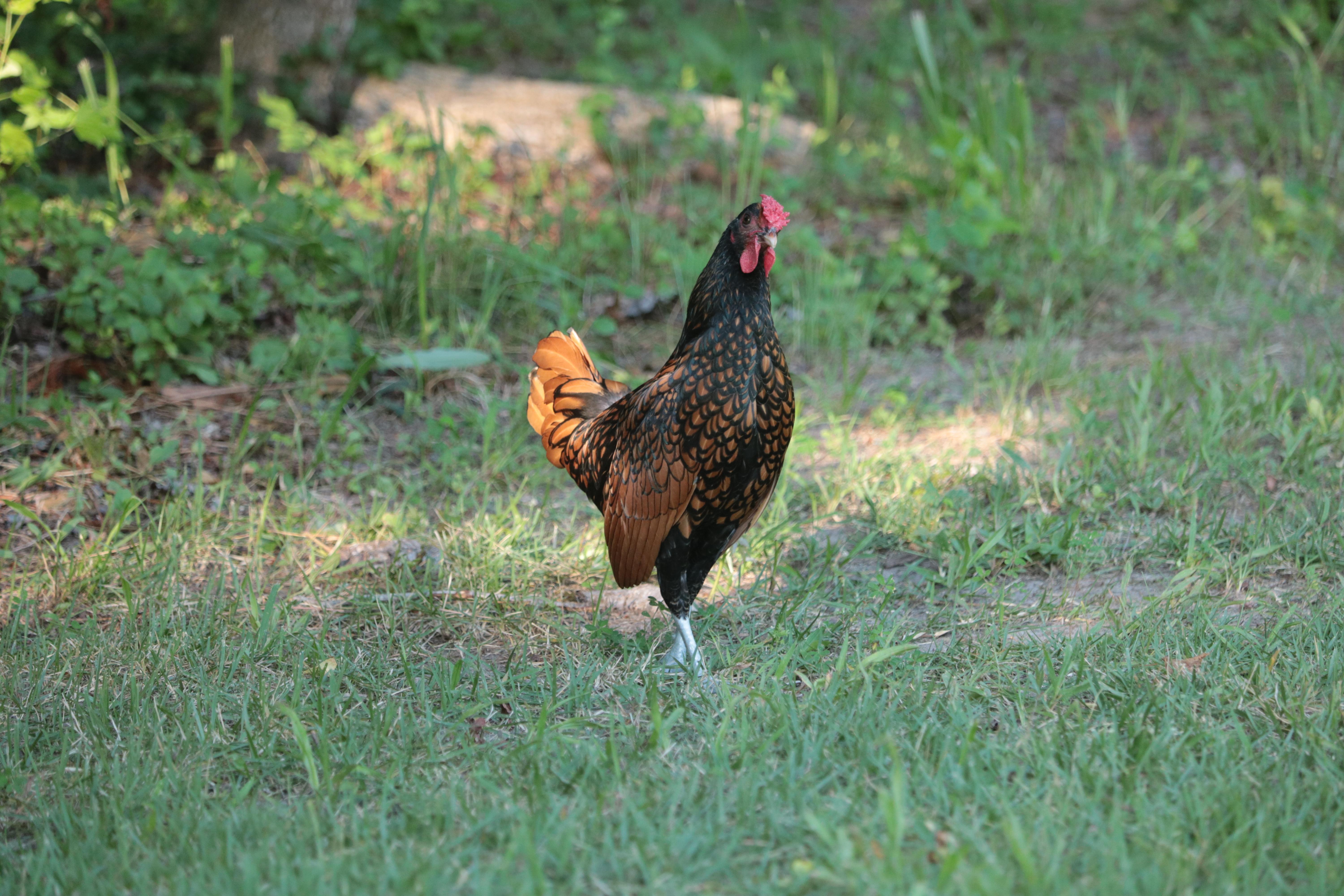 maryland-poultry-university-of-maryland-extension